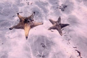 Sansibar: Algenfarm- und Seestern-Tour