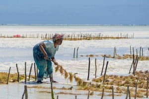 Zanzibar: tour di una fattoria di alghe con donne del posto