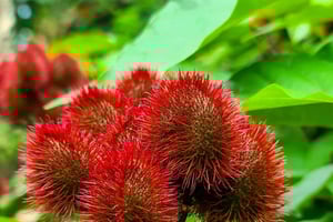 Zanzibar: krydderifarm, kokosklatring og lokal frokost