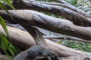 ZANZÍBAR: GRANJA DE ESPECIAS, BOSQUE DE JOZANI Y PLAYA DE MTENDE