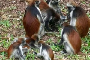 ZANZÍBAR: Tour mágico por una plantación de especias y maravillas del bosque de Jozani