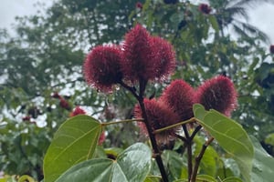 Zanzibar: Fazenda de Especiarias e Passeio pela Cidade de Pedra com Almoço