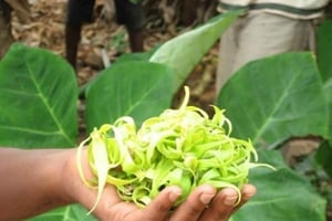 Sansibar: Spice Farm Tour & Stone Town mit Mittagessen