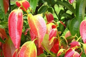 ザンジバル：スパイス農園ツアーをご覧ください