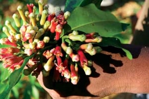 Zanzíbar: granja de especias con guía local y degustación de delicias