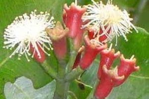 ザンジバル：スパイス、プリズン島、ストーンタウンのガイド付きツアーをご案内いたします。