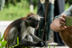 Excursión a las Especias de Zanzíbar, Experiencia de la Hora del Almuerzo