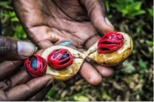 Zanzíbar: Tour de las especias + Tour a pie por Stone Town