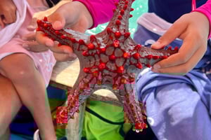 Zanzibar: Søstjerne, Den Blå Lagune og et besøg på Rock Restaurant