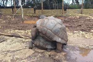 Zanzibar: Privat tur till Stone Town och Prison Island