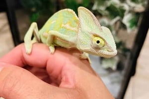 ZANZIBAR: Stone Town, Butterfly Center og svømning i Kuza Cave