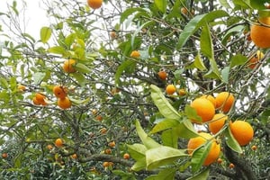 SANSIBAR: Kivikaupunki, maustefarmi ja The Rock -ravintola