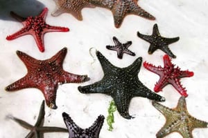 ZANZIBAR : Stone Town, Blue Lagoon, Star Fish et The Rock