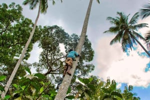 Zanzibar: Stone Town och kryddgård