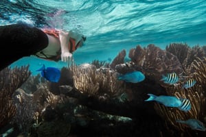 Zanzibar: Nade com golfinhos + Snorkel no recife de coral de Mnemba