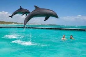 Zanzibar: Svøm med delfiner og besøg hos skildpadder i akvariet