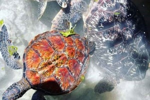 Sansibar: Schwimme mit Schildkröten in Nungwi