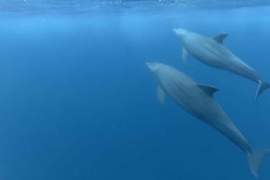 Zanzibar : sortie privée baignade avec dauphins, snorkeling