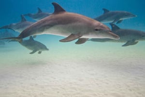 Занзибар: купание с морскими черепахами и дельфинами в Кизимкази