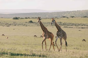 Sansibar: Tarangire ja Ngorongoro 3 päivän safari