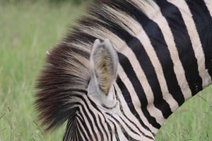 Zanzibar: Tarangiren ja Ngorongoron kraatterin safari lentokoneella