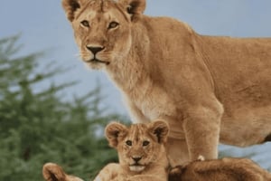 Zanzibar: Uluguru-vandretur og Mikumi-safari med tog og fly