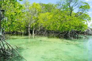 Zanzibar: Kanotur i mangroven på Uzi-øya med lunsj