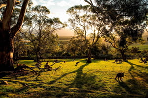 Dagsutflykt till Hobarts höjdpunkter