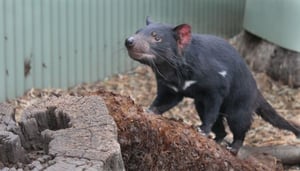 Bonorong Wildlife Sanctuary