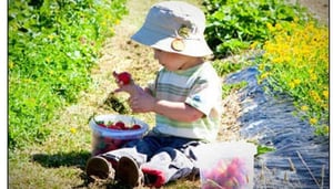 Bruny Island Berry Farm