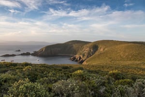 Visite de l'île Bruny avec phare et déjeuner dans un établissement vinicole (2 plats)