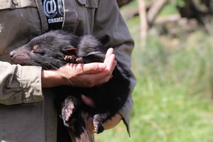 Devils at Cradle: Day Keeper Tour och inträde till djurpark