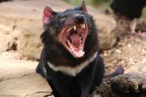 ホバート：ボノロン野生動物保護区とリッチモンドの 1 日ツアー