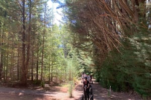 Launceston: Hollybank Forest Segwaytour met gids en foto's
