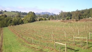 Lake Barrington Vineyard