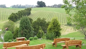 Leaning Church Vineyard