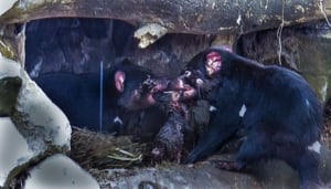 Tasmanian Devil Conservation Park