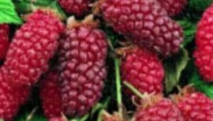 Turner's Beach Berry Patch