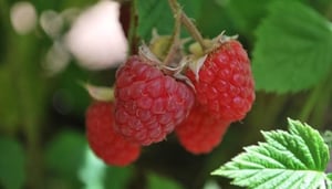 Westerway Raspberry Farm