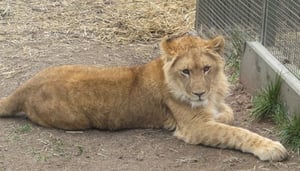 Zoodoo Wildlife Park