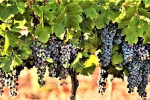 Винный тур по северу Израиля из Тель-Авива