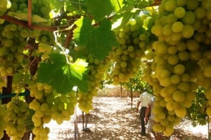Tour privado por las bodegas del centro de Israel