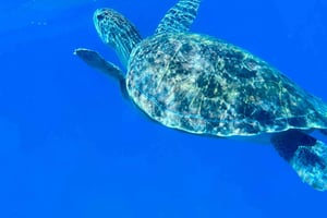 Abades: Snorkeltour met gids en foto's