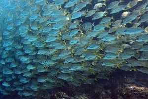 Opdag dykkeroplevelsen