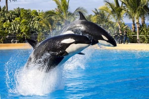 Von Gran Canaria: Tagesausflug zum Loro Parque Teneriffa