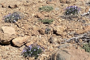 Från Santa Cruz: Besök i nationalparken Teide (för kryssningspassagerare)