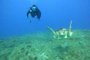 Увлекательное погружение для сертифицированных дайверов на Тенерифе