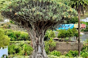 Icod de los Vinos: Drachenbaum & Botanischer Garten Ticket