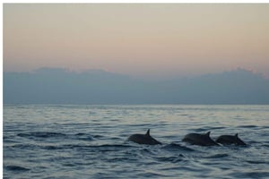 Los Cristianos : Sunset Kayak Safari with Cave & Wildlife