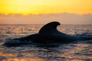 Los Cristianos: Eco Yacht Whale Watching Tour o zachodzie słońca